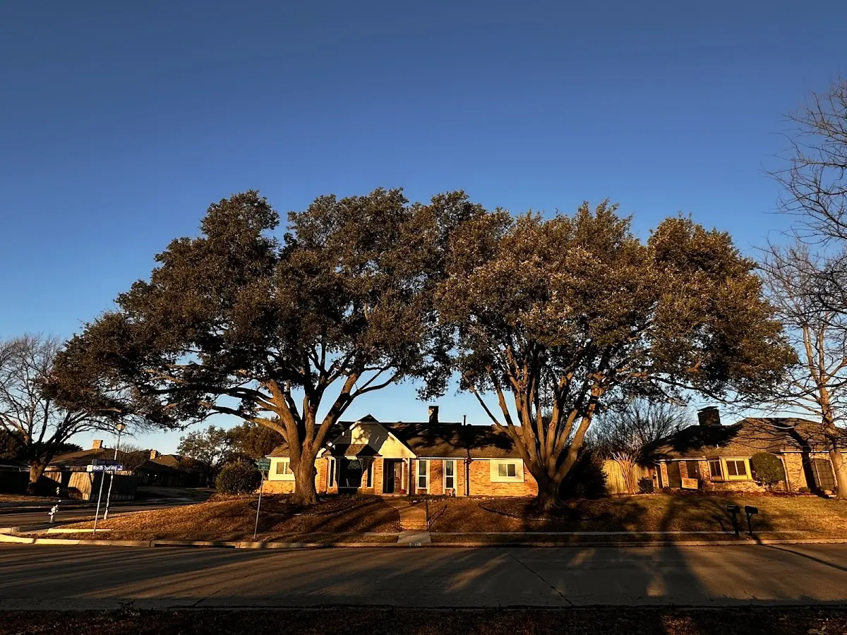 Established residential canopy tree shading a home in Black Diamond